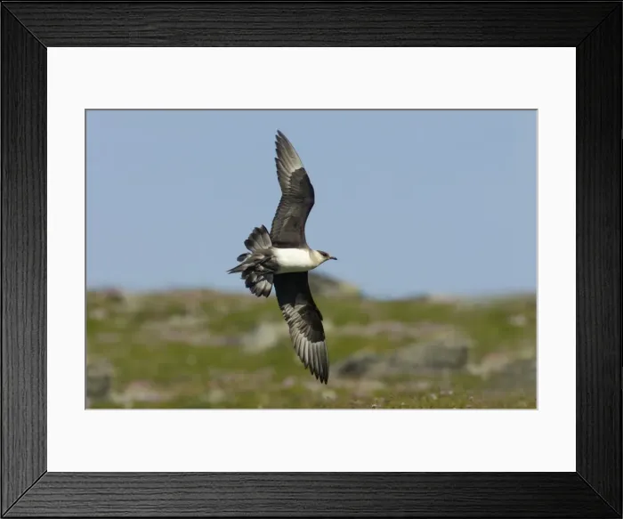 Framed Print : Arctic Skua (Pale Phase) - In Flight Mousa Island, Shetland, UK BI009972 Framed Print : Arctic Skua (Pale Phase) - In Flight Mousa Island, Shetland, UK BI009972