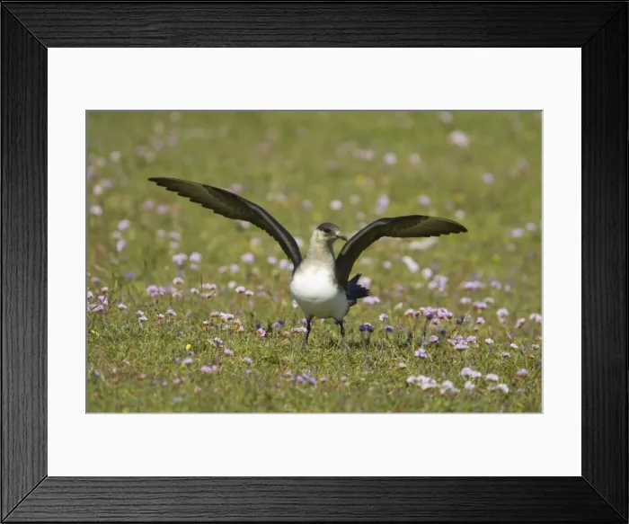 Framed Print : Arctic Skua (Pale Phase) Mousa Island, Shetland, UK BI009976 Framed Print : Arctic Skua (Pale Phase) Mousa Island, Shetland, UK BI009976