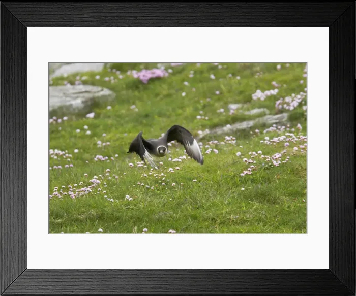 Framed Print : Arctic Skua (Pale Phase) - Taking Off Mousa Island, Shetland, UK BI009981
