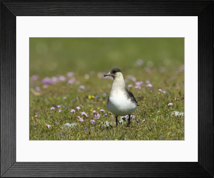 Framed Print : Arctic Skua (Pale Phase) - On Breeding Grounds Mousa Island, Shetland, UK BI009887 Framed Print : Arctic Skua (Pale Phase) - On Breeding Grounds Mousa Island, Shetland, UK BI009887
