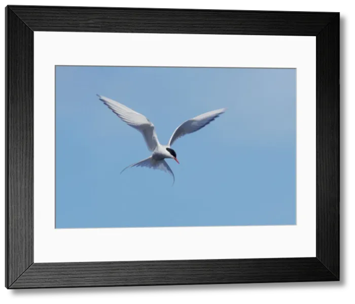 Framed Print : Arctic Tern - Fishing Loch of Funzie, Fetlar, Shetland, UK BI010184 Framed Print : Arctic Tern - Fishing Loch of Funzie, Fetlar, Shetland, UK BI010184