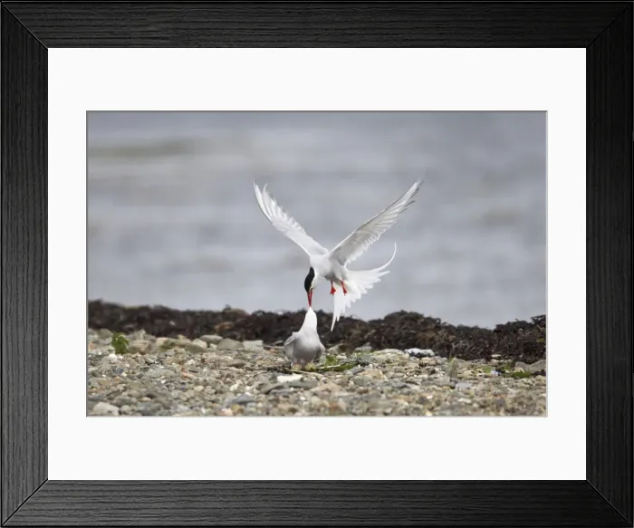 Framed Print : Arctic Tern - Fighting intruder from nest site Shetland Mainland, UK BI010201 Framed Print : Arctic Tern - Fighting intruder from nest site Shetland Mainland, UK BI010201