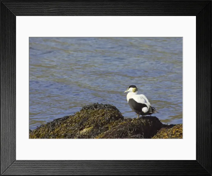 Framed Print : Common Eider - Drake on seaweed Unst, Shetland, UK BI010368 Framed Print : Common Eider - Drake on seaweed Unst, Shetland, UK BI010368