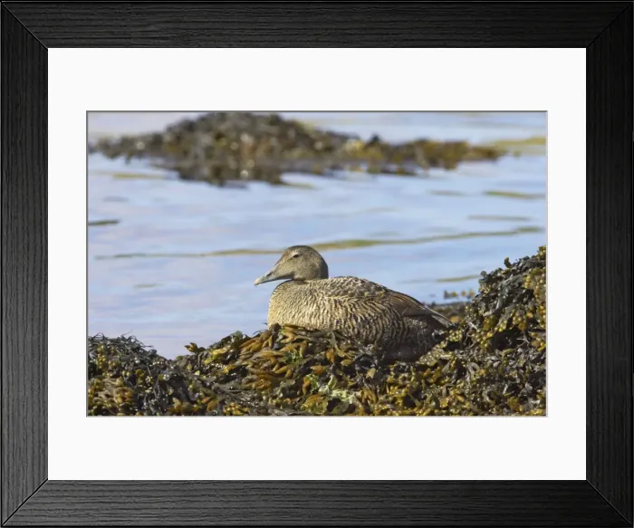 Framed Print : Common Eider - On seaweed Unst, Shetland, UK BI010369 Framed Print : Common Eider - On seaweed Unst, Shetland, UK BI010369