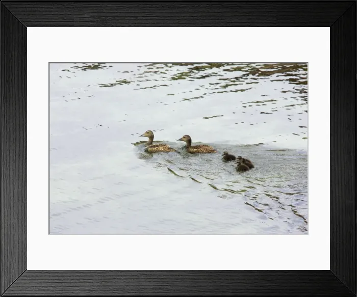 Framed Print : Common Eider - Females swimming with chicks Noss Nature Reserve, Shetland, UK BI010372 Framed Print : Common Eider - Females swimming with chicks Noss Nature Reserve, Shetland, UK BI010372