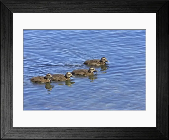 Framed Print : Common Eider - Chicks swimming Shetland Mainland, UK BI010373 Framed Print : Common Eider - Chicks swimming Shetland Mainland, UK BI010373