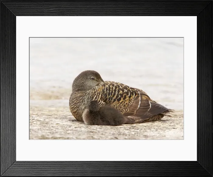 Framed Print : Common Eider - Female with chick Shetland Mainland, UK BI010380 Framed Print : Common Eider - Female with chick Shetland Mainland, UK BI010380