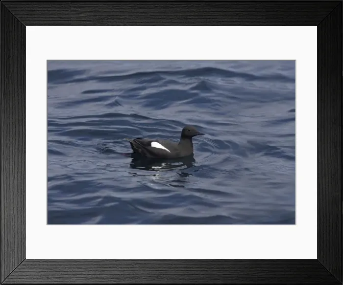 Framed Print : Black Guillemot - On sea Offshore of Fetlar, Shetland Islands, UK BI010249 Framed Print : Black Guillemot - On sea Offshore of Fetlar, Shetland Islands, UK BI010249