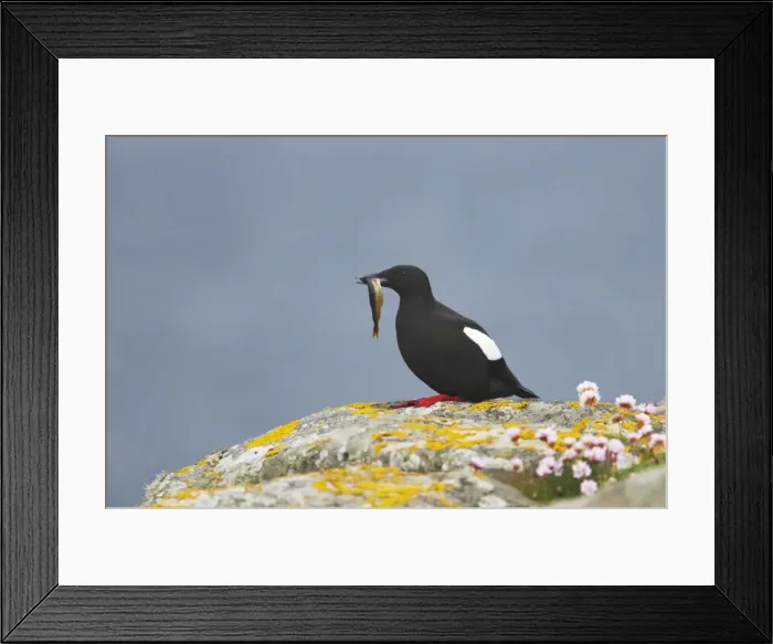 Framed Print : Black Guillemot - With fish Mousa Island, Shetland Islands, UK BI010280 Framed Print : Black Guillemot - With fish Mousa Island, Shetland Islands, UK BI010280