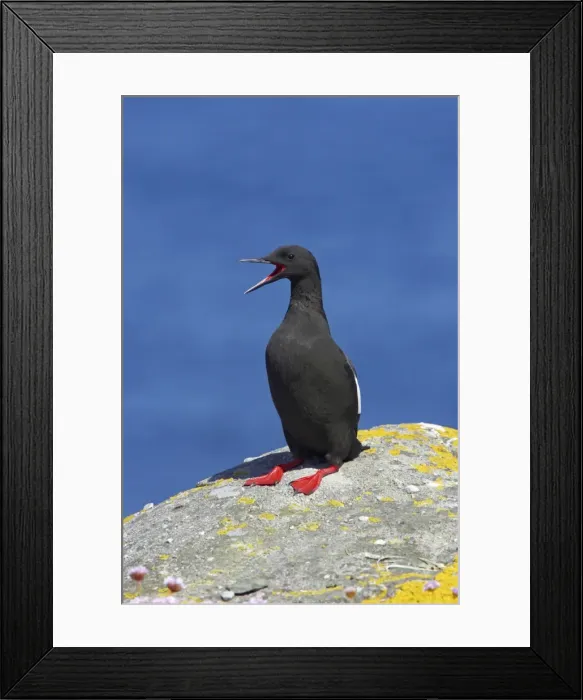 Framed Print : Black Guillemot - Calling Mousa Island, Shetland Islands, UK BI010265 Framed Print : Black Guillemot - Calling Mousa Island, Shetland Islands, UK BI010265
