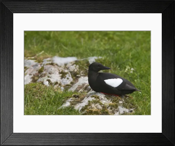 Framed Print : Black Guillemot Shetland Mainland, UK BI010270 Framed Print : Black Guillemot Shetland Mainland, UK BI010270
