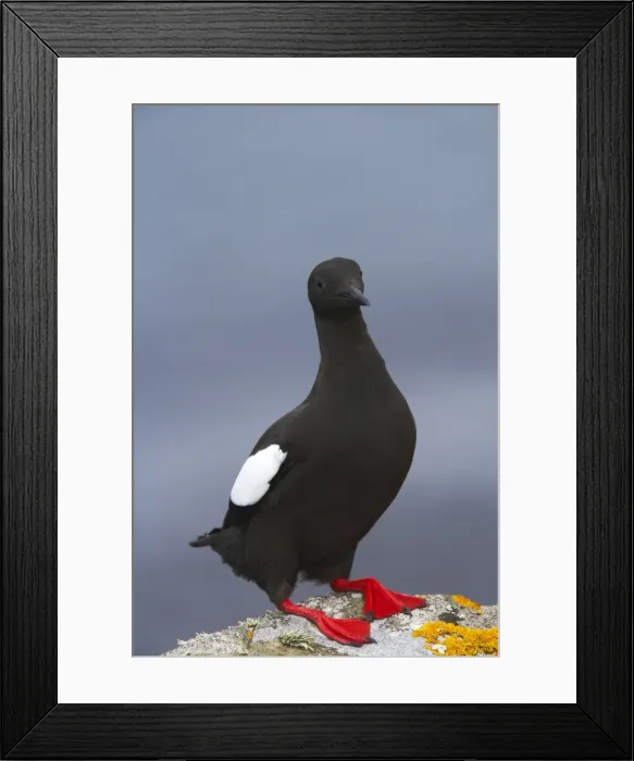 Framed Print : Black Guillemot Mousa Island, Shetland Islands, UK BI010296 Framed Print : Black Guillemot Mousa Island, Shetland Islands, UK BI010296