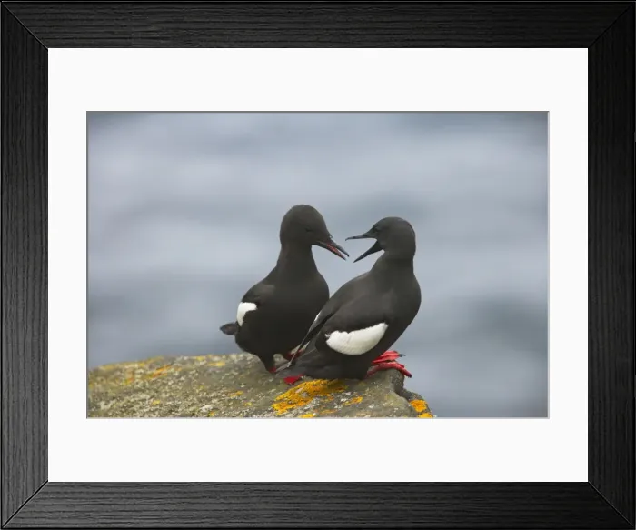 Framed Print : Black Guillemot - Courting pair Mousa Island, Shetland Islands, UK BI010312 Framed Print : Black Guillemot - Courting pair Mousa Island, Shetland Islands, UK BI010312