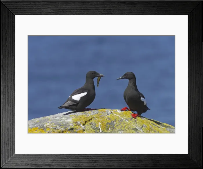 Framed Print : Black Guillemot - Courting pair with fish Mousa Island, Shetland Islands, UK BI010318 Framed Print : Black Guillemot - Courting pair with fish Mousa Island, Shetland Islands, UK BI010318