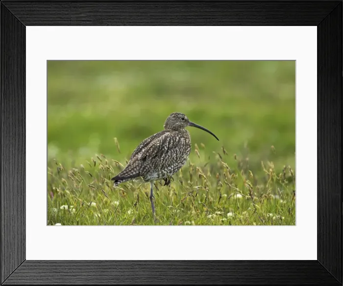 Framed Print : Curlew - Standing on one leg Shetland Mainland, UK BI010405 Framed Print : Curlew - Standing on one leg Shetland Mainland, UK BI010405