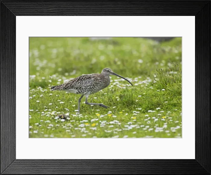 Framed Print : Curlew Shetland Mainland, UK BI010409 Framed Print : Curlew Shetland Mainland, UK BI010409
