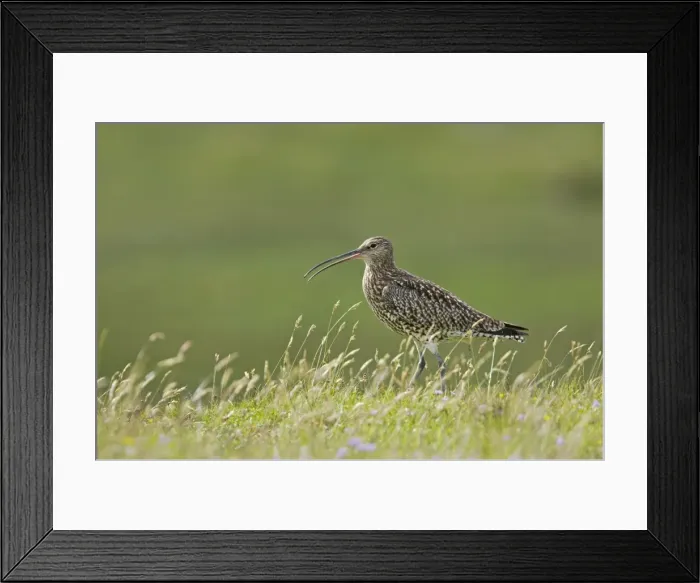 Framed Print : Curlew - Calling Shetland Mainland, UK BI010443 Framed Print : Curlew - Calling Shetland Mainland, UK BI010443