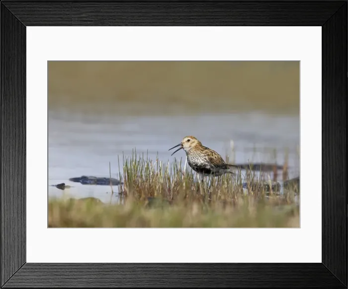 Framed Print : Dunlin - Calling Loch of Funzie, Fetlar RSPB Reserve, Shetland, UK BI010539 Framed Print : Dunlin - Calling Loch of Funzie, Fetlar RSPB Reserve, Shetland, UK BI010539