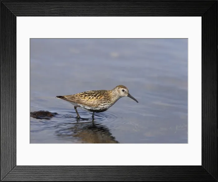 Framed Print : Dunlin Loch of Funzie, Fetlar RSPB Reserve, Shetland, UK BI010531 Framed Print : Dunlin Loch of Funzie, Fetlar RSPB Reserve, Shetland, UK BI010531