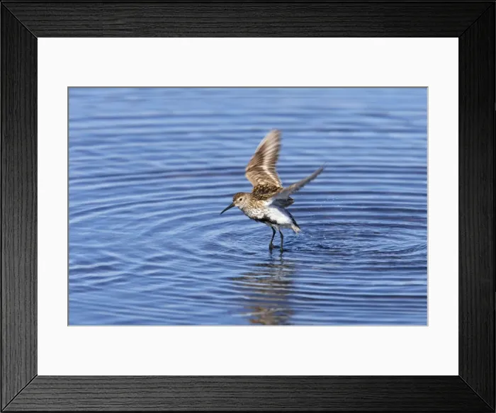 Framed Print : Dunlin - Drying wings after bathing Loch of Funzie, Fetlar RSPB Reserve, Shetland, UK BI010548 Framed Print : Dunlin - Drying wings after bathing Loch of Funzie, Fetlar RSPB Reserve, Shetland, UK BI010548