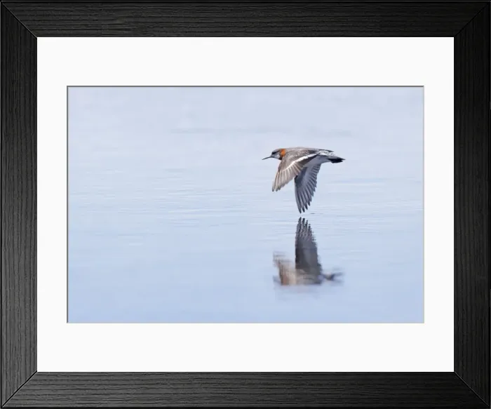 Framed Print : Red-Necked Phalarope - In flight over water Loch of Funzie, Fetlar, Shetland, UK BI011020 Framed Print : Red-Necked Phalarope - In flight over water Loch of Funzie, Fetlar, Shetland, UK BI011020