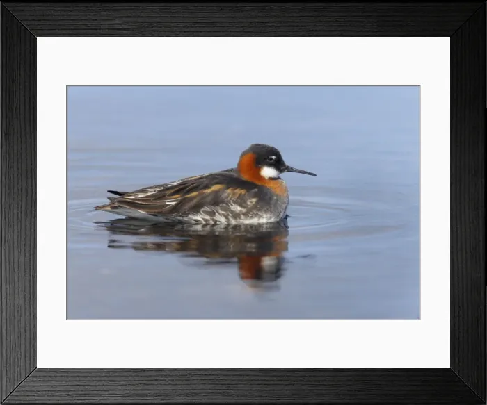 Framed Print : Red-Necked Phalarope - Female Loch of Funzie, Fetlar, Shetland, UK BI011058 Framed Print : Red-Necked Phalarope - Female Loch of Funzie, Fetlar, Shetland, UK BI011058