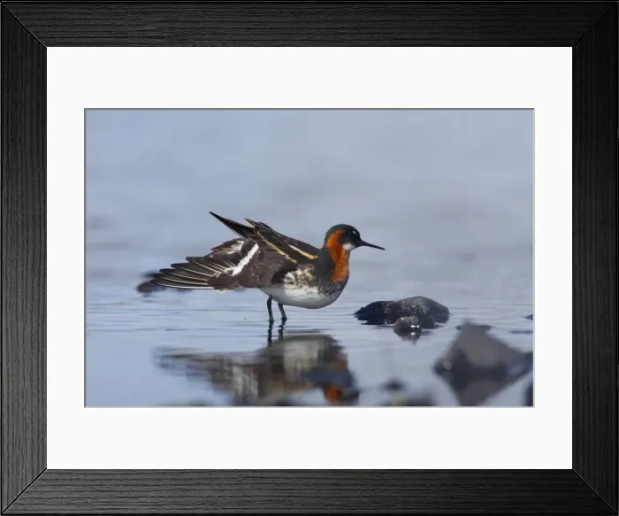 Framed Print : Red-Necked Phalarope - Female wing stretch Loch of Funzie, Fetlar, Shetland, UK BI011061 Framed Print : Red-Necked Phalarope - Female wing stretch Loch of Funzie, Fetlar, Shetland, UK BI011061