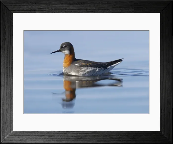Framed Print : Red-Necked Phalarope - Female Loch of Funzie, Fetlar, Shetland, UK BI011077 Framed Print : Red-Necked Phalarope - Female Loch of Funzie, Fetlar, Shetland, UK BI011077
