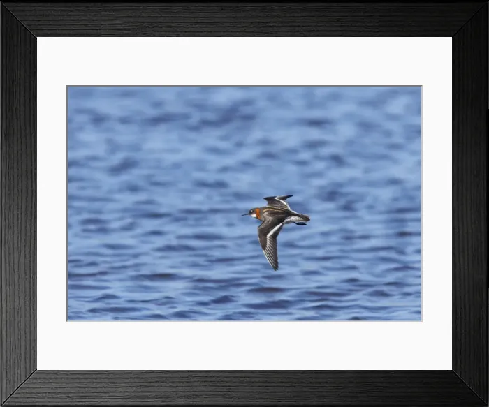 Framed Print : Red-Necked Phalarope - Female in flight Loch of Funzie, Fetlar, Shetland, UK BI011079 Framed Print : Red-Necked Phalarope - Female in flight Loch of Funzie, Fetlar, Shetland, UK BI011079