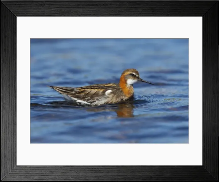 Framed Print : Red-Necked Phalarope - Male Loch of Funzie, Fetlar, Shetland, UK BI011088 Framed Print : Red-Necked Phalarope - Male Loch of Funzie, Fetlar, Shetland, UK BI011088