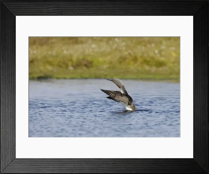 Framed Print : Red Throated Diver - Stretching wings Unst, Shetland, UK BI010468 Framed Print : Red Throated Diver - Stretching wings Unst, Shetland, UK BI010468