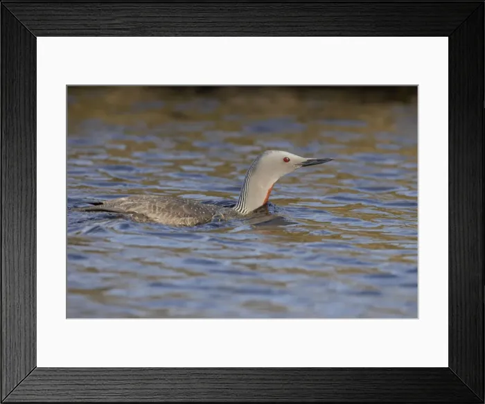 Framed Print : Red Throated Diver Unst, Shetland, UK BI010515 Framed Print : Red Throated Diver Unst, Shetland, UK BI010515
