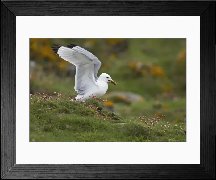 Framed Print : Kittiwake - Collecting nesting material Fowlsheugh RSPB Reserve, Grampian, UK BI010039 Framed Print : Kittiwake - Collecting nesting material Fowlsheugh RSPB Reserve, Grampian, UK BI010039