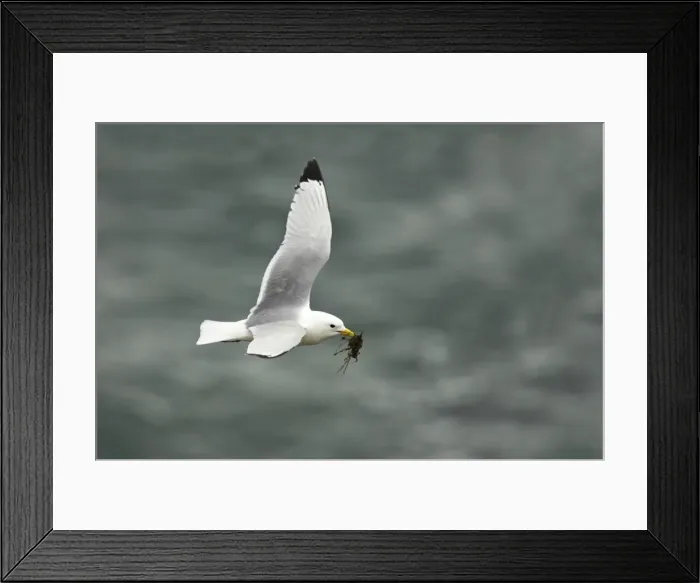 Framed Print : Kittiwake - In flight with nesting material Fowlsheugh RSPB Reserve, Grampian, UK BI010054 Framed Print : Kittiwake - In flight with nesting material Fowlsheugh RSPB Reserve, Grampian, UK BI010054