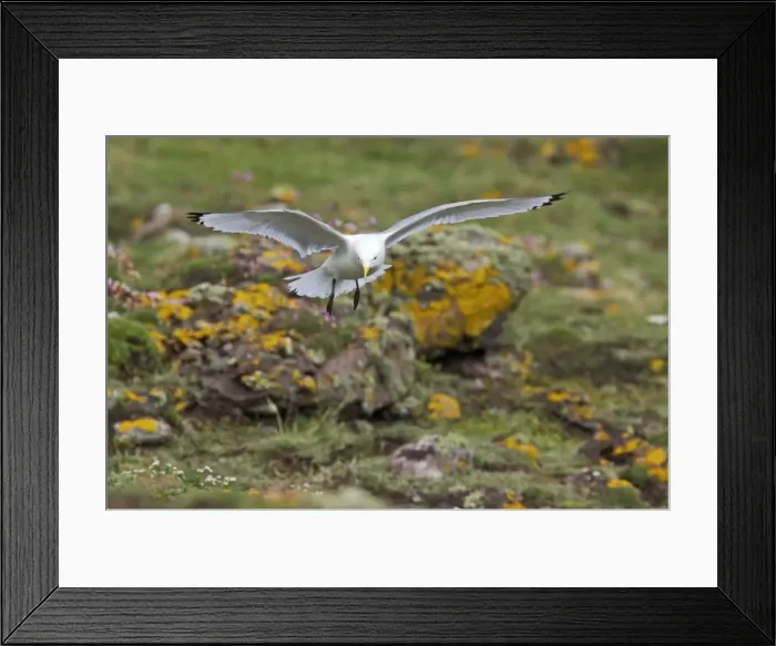 Framed Print : Kittiwake - Coming in to land Fowlsheugh RSPB Reserve, Grampian, UK BI010064 Framed Print : Kittiwake - Coming in to land Fowlsheugh RSPB Reserve, Grampian, UK BI010064