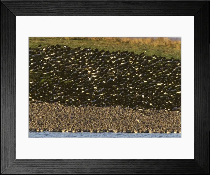 Framed Print : Knot & Oystercatcher - High Tide Roost Snettisham RSPB Reserve, Norfolk, UK BI006865 Framed Print : Knot & Oystercatcher - High Tide Roost Snettisham RSPB Reserve, Norfolk, UK BI006865