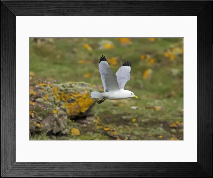 Framed Print : Kittiwake - In flight Fowlsheugh RSPB Reserve, Grampian, UK BI010067 Framed Print : Kittiwake - In flight Fowlsheugh RSPB Reserve, Grampian, UK BI010067