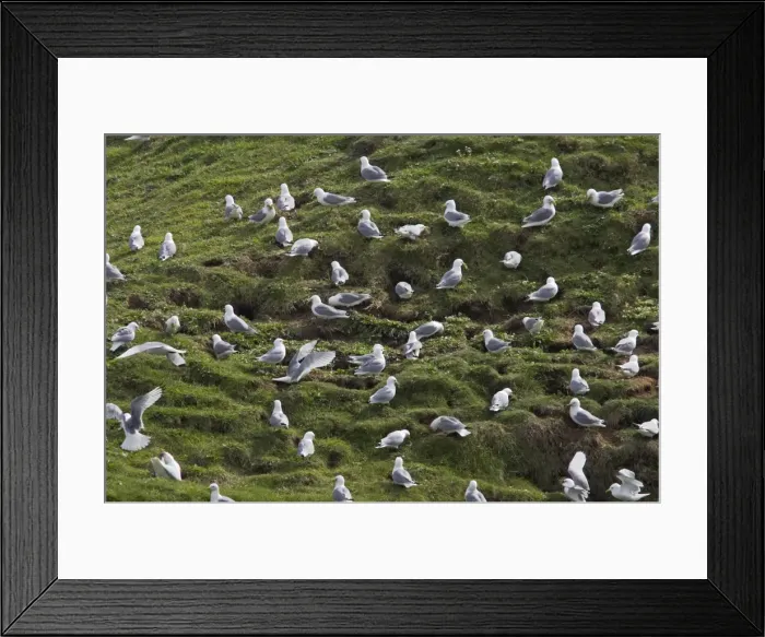 Framed Print : Kittiwake - Flock collecting nesting material Fowlsheugh RSPB Reserve, Grampian, UK BI010071 Framed Print : Kittiwake - Flock collecting nesting material Fowlsheugh RSPB Reserve, Grampian, UK BI010071