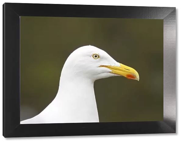 Herring Gull - Head Shot Fowlsheugh RSPB Reserve, Grampian, UK BI010094