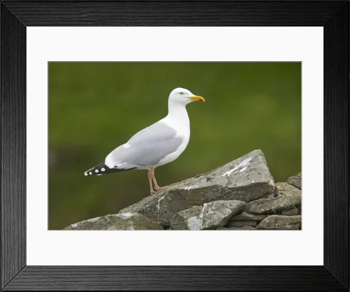 Framed Print : Herring Gull - On old drystone wall Noss Nature Reserve, Shetland, UK BI010390 Framed Print : Herring Gull - On old drystone wall Noss Nature Reserve, Shetland, UK BI010390