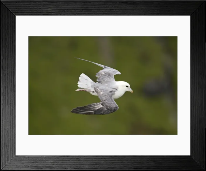 Framed Print : Fulmar - In flight Hermaness Nature Reserve, Unst, Shetland, UK BI010556 Framed Print : Fulmar - In flight Hermaness Nature Reserve, Unst, Shetland, UK BI010556