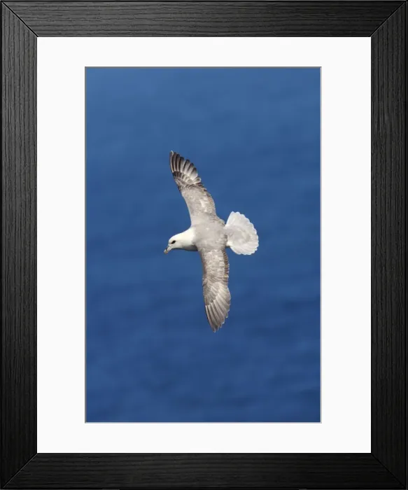 Framed Print : Fulmar - In flight Sumburgh Head, Shetland, UK BI010613 Framed Print : Fulmar - In flight Sumburgh Head, Shetland, UK BI010613