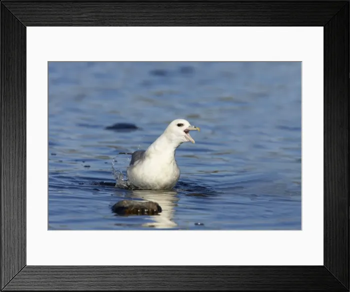 Framed Print : Fulmar - Walking out of loch Fetlar RSPB Reserve, Shetland, UK BI010590 Framed Print : Fulmar - Walking out of loch Fetlar RSPB Reserve, Shetland, UK BI010590