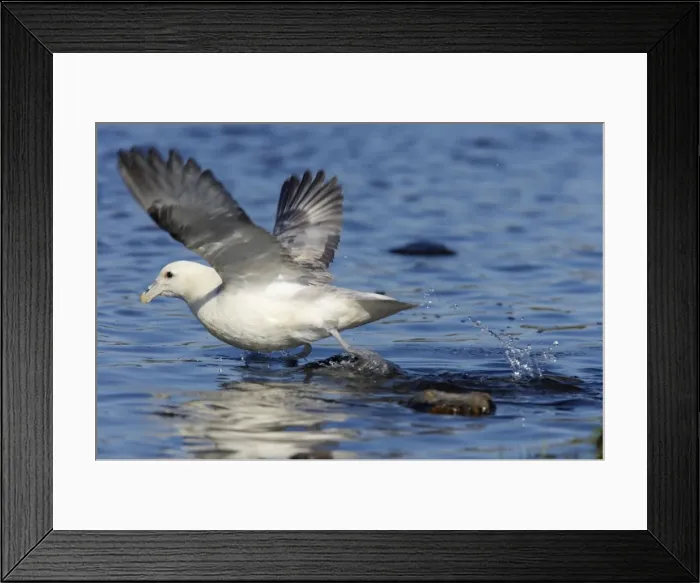 Framed Print : Fulmar - Taking off from water Fetlar RSPB Reserve, Shetland, UK BI010591 Framed Print : Fulmar - Taking off from water Fetlar RSPB Reserve, Shetland, UK BI010591