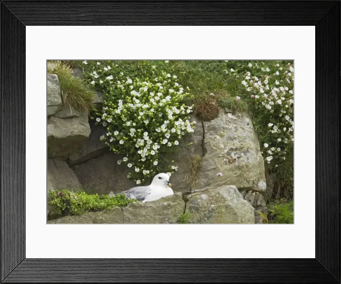 Framed Print : Fulmar - On nest amongst sea campion Sumburgh Head, Shetland, UK BI010624 Framed Print : Fulmar - On nest amongst sea campion Sumburgh Head, Shetland, UK BI010624