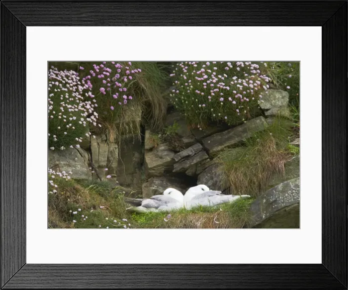 Framed Print : Fulmar - On nest amongst thrift Sumburgh Head, Shetland, UK BI010628 Framed Print : Fulmar - On nest amongst thrift Sumburgh Head, Shetland, UK BI010628