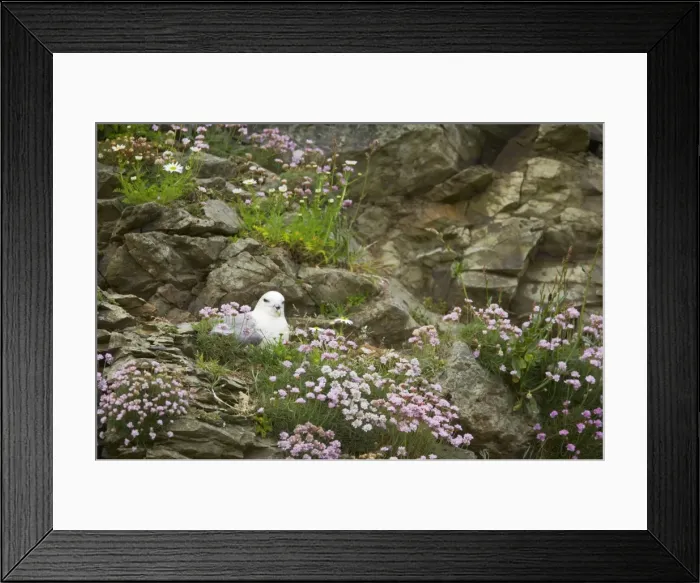 Framed Print : Fulmar - On nest amongst thrift Sumburgh Head, Shetland, UK BI010630 Framed Print : Fulmar - On nest amongst thrift Sumburgh Head, Shetland, UK BI010630
