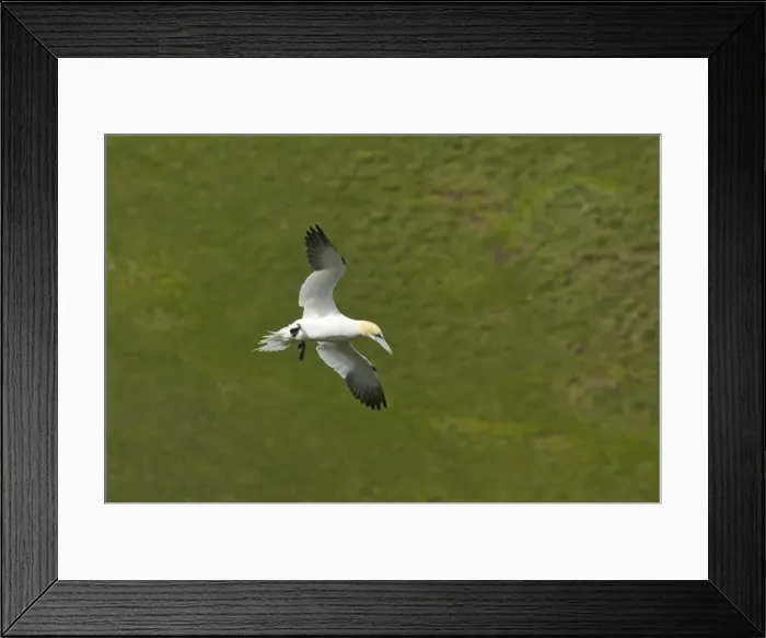 Framed Print : Gannet - Hanging on wind in front of cliffs Hermaness Nature Reserve, Unst, Shetland, UK BI010654 Framed Print : Gannet - Hanging on wind in front of cliffs Hermaness Nature Reserve, Unst, Shetland, UK BI010654