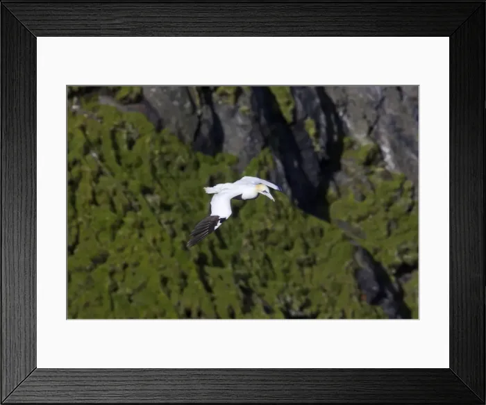 Framed Print : Gannet - In flight in front of cliffs Hermaness Nature Reserve, Unst, Shetland, UK BI010672 Framed Print : Gannet - In flight in front of cliffs Hermaness Nature Reserve, Unst, Shetland, UK BI010672