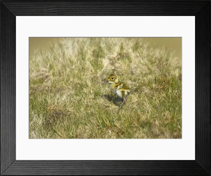 Framed Print : Golden Plover - Chick Yell, Shetland, UK BI010705 Framed Print : Golden Plover - Chick Yell, Shetland, UK BI010705
